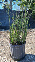 10" Reed Aquatic Horsetail